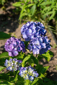 Close-up of blue flowering plant