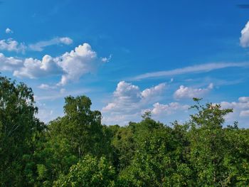 Low angle view of trees against sky