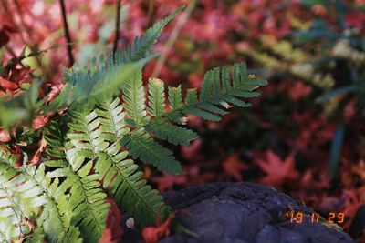 Close-up of leaves on tree during autumn