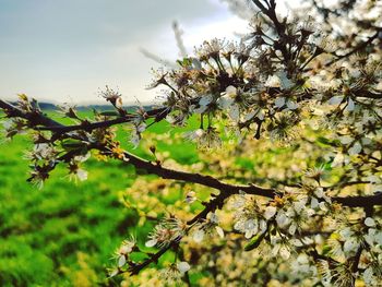 Close-up of cherry blossoms against sky