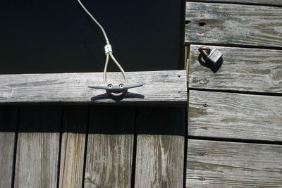 Close-up of bird hanging on wooden wall