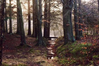 Trees in forest