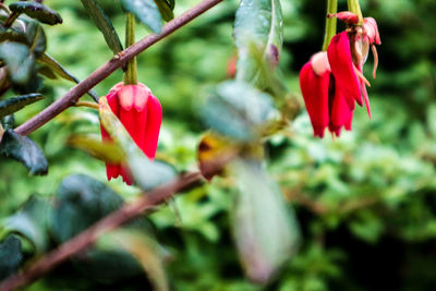 Close-up of red flowers blooming on tree