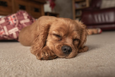 Close-up portrait of dog resting at home