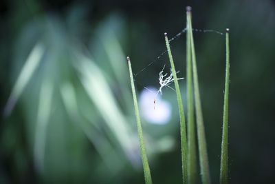 Close-up of spider web on plant