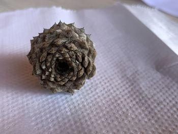 Close-up of pine cone on table