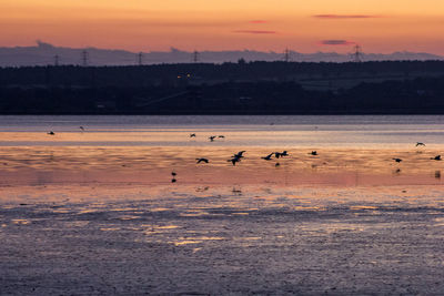 Flock of birds in water at sunset