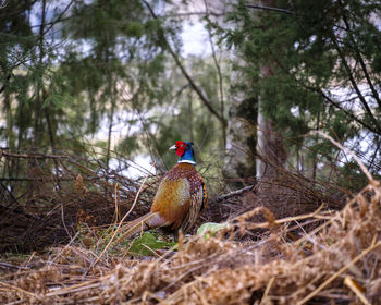 Bird perching on a forest