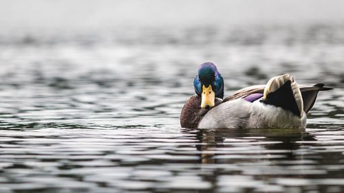 Ducks swimming in lake