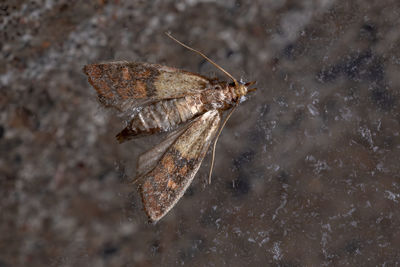 Close-up of butterfly on dry leaf against wall