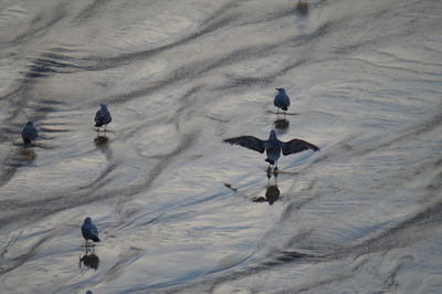 High angle view of birds on beach