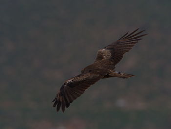 Closeup portrait of tawny eagle aquila rapax flying wings spread in aksum, ethiopia.