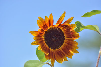 Low angle view of sunflower against clear sky