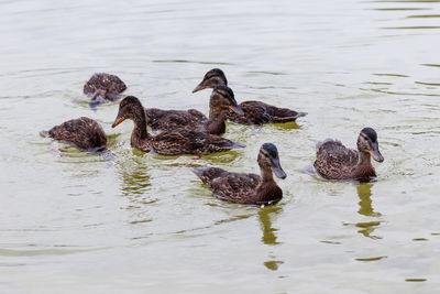 Ducks swimming in lake