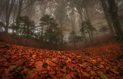 View of autumnal trees in forest