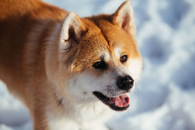 Close-up of dog on snow