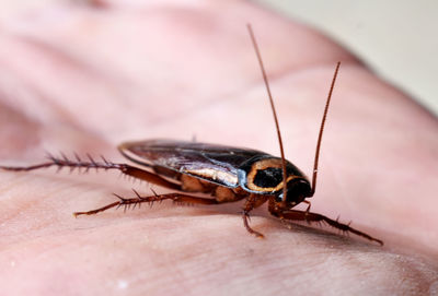 Close-up of fly