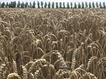 View of wheat field