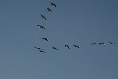 Low angle view of birds flying against clear sky