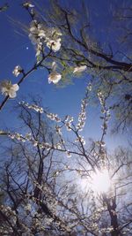 Low angle view of bare tree against sky