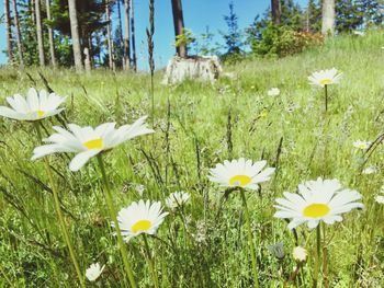 White flowers blooming on field