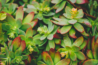 Close-up of fruits growing on plant