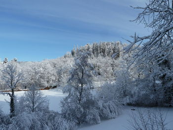 Snow covered plants by trees against sky