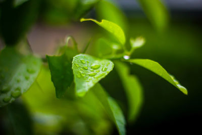 Close-up of raindrops on leaves