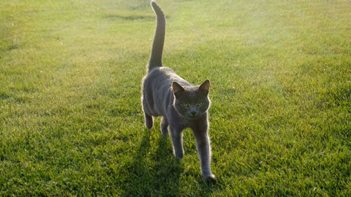 Gray fluffy cat is walking on the green grass. concept for veterinary clinic. selective focus.