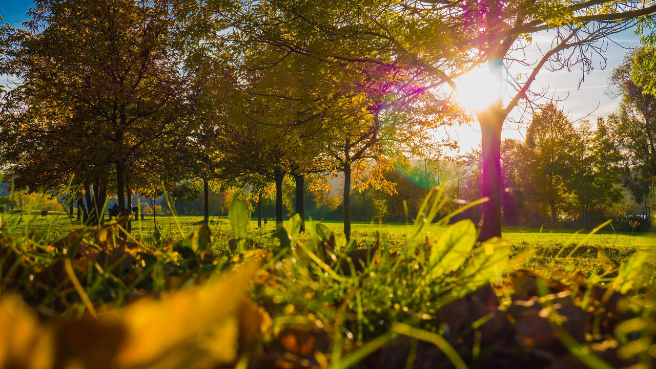 SCENIC VIEW OF GRASSY FIELD AGAINST TREES DURING AUTUMN