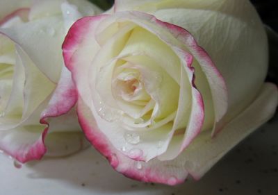 Close-up of pink rose in water