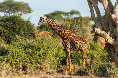 Portrait of giraffe walking on field