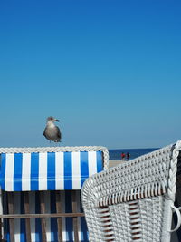 Low angle view of seagull perching on railing against blue sky