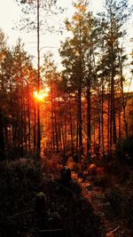 Silhouette trees in forest during sunset