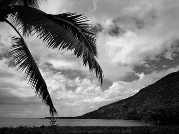 Low angle view of palm tree by sea against sky