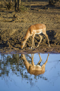 View of drinking water in lake