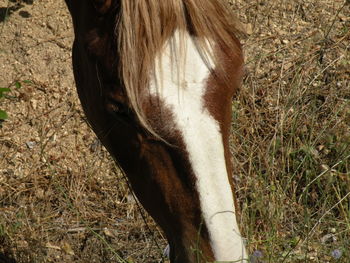 Close-up of horse grazing on field