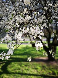 Close-up of white flowers on tree