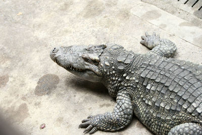 High angle view of crocodile in zoo