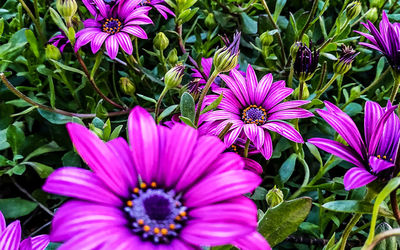 flowering plant