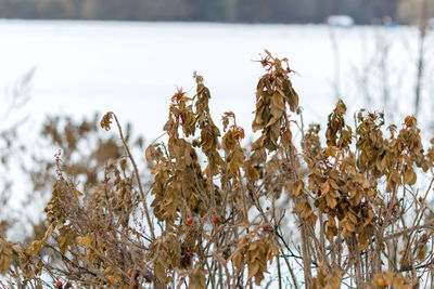 Close-up of plants