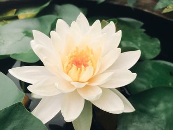 Close-up of white water lily
