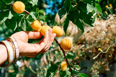 Woman's hand pick a ripe apricot on branch with apricots hanging on a tree in garden in summer day. 