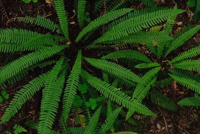 Full frame shot of fern