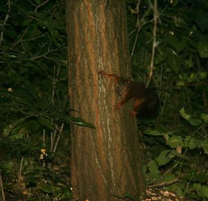 Close-up of insect on tree trunk in forest