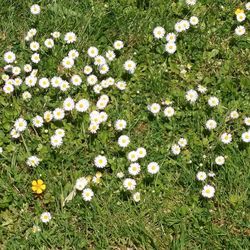 High angle view of white daisy flowers on field