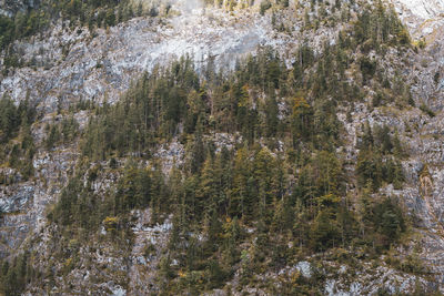 Pine trees in forest during winter