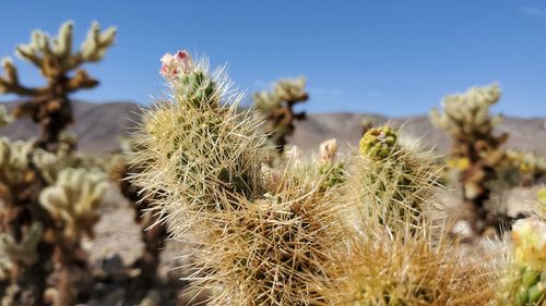 Close-up of cactus plant against sky