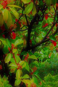 Close-up of flower tree