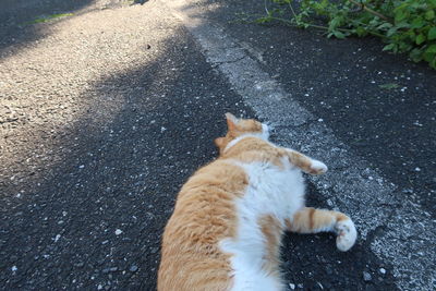 High angle view of cat on street